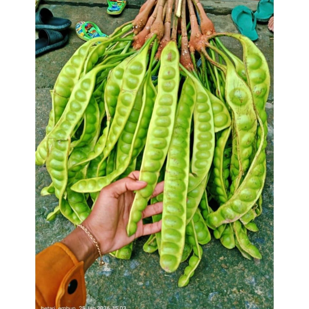pete tua murah 10 papan. petey segar per ikat. petai tua fresh.
