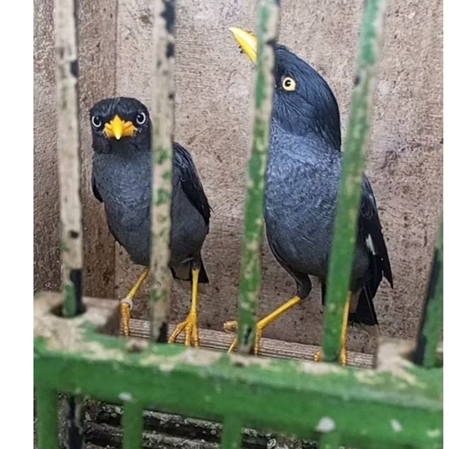burung jalak kebo atau jalak hitam sepasang