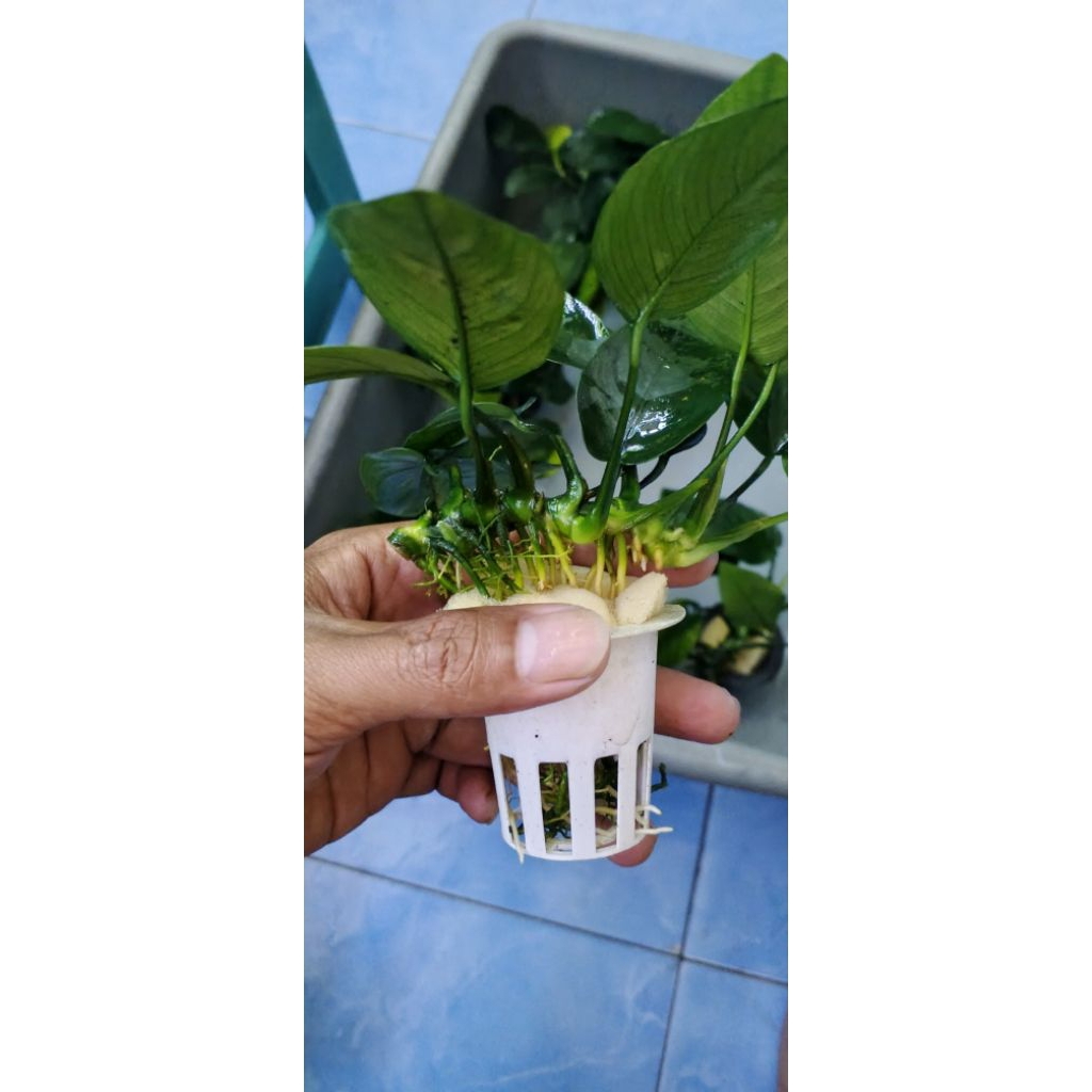 Anubias nana mp