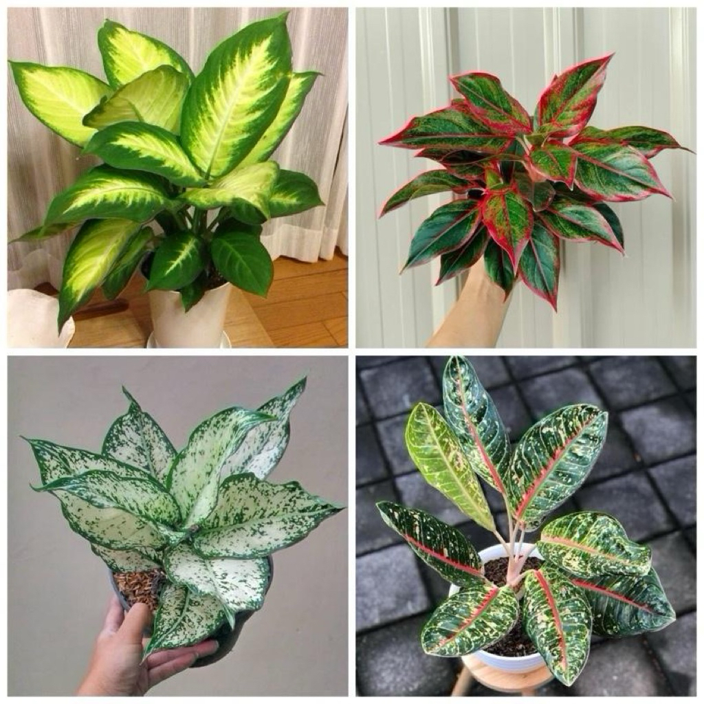Paket hemat 4 tanaman | Aglonema snowhite | Aglonema lipstik merah | Aglonema donacarmen | Aglonema 