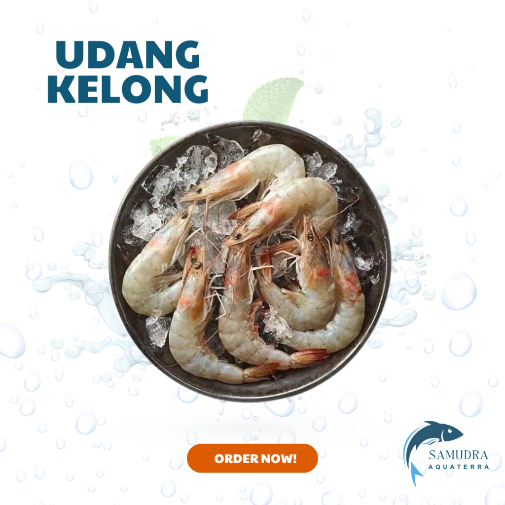 UDANG KELONG LAUT 1KG
