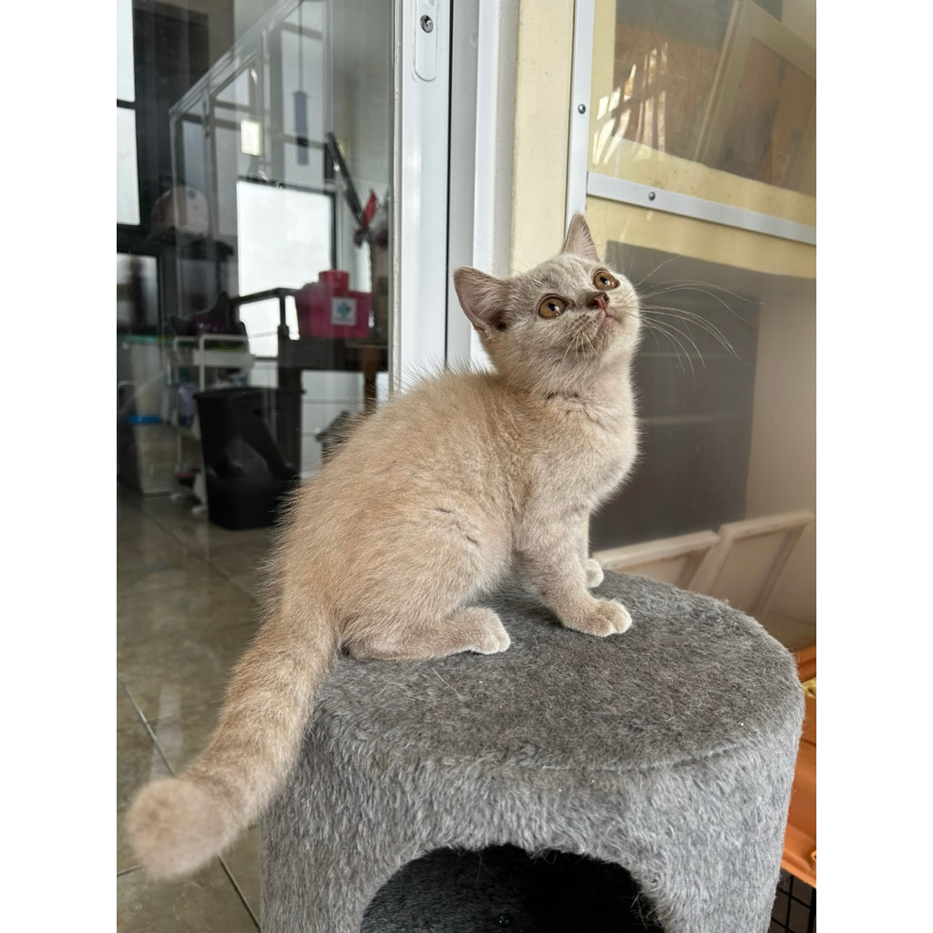 Kucing BSH Non Ped Male