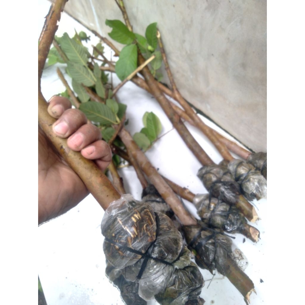 cangkokan jambu kristal isi dua