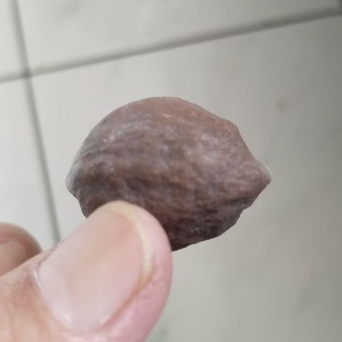 Kemiri Adu Muncang Adu Amay Anak Mayit Size Kecil