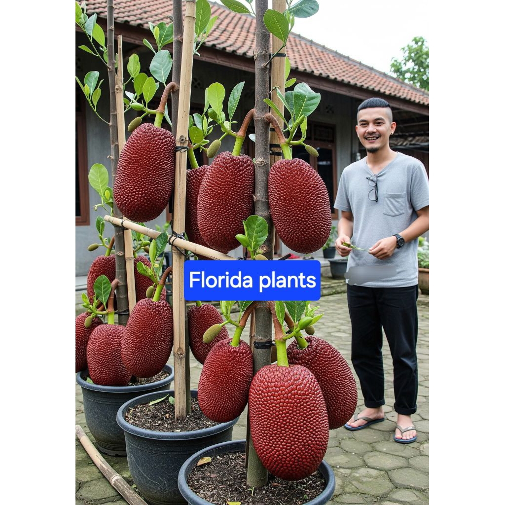 BIBIT NANGKA MADU MERAH THAILAND