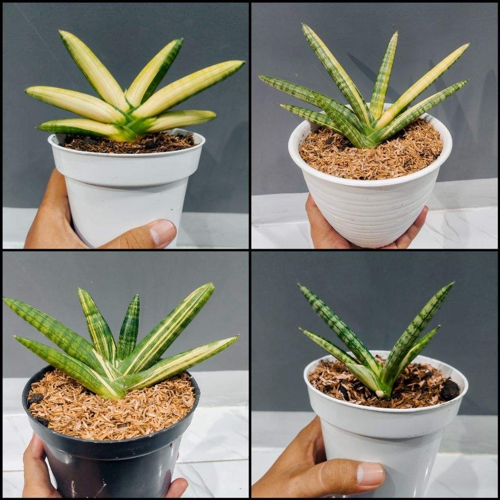 Sansevieria / Sansivera / Lidah Mertua Boncel Variegata Mewah