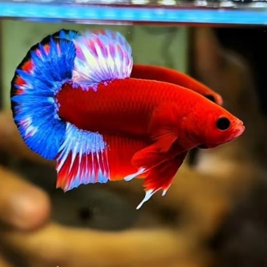 hiasan aquarium plakat hellboy