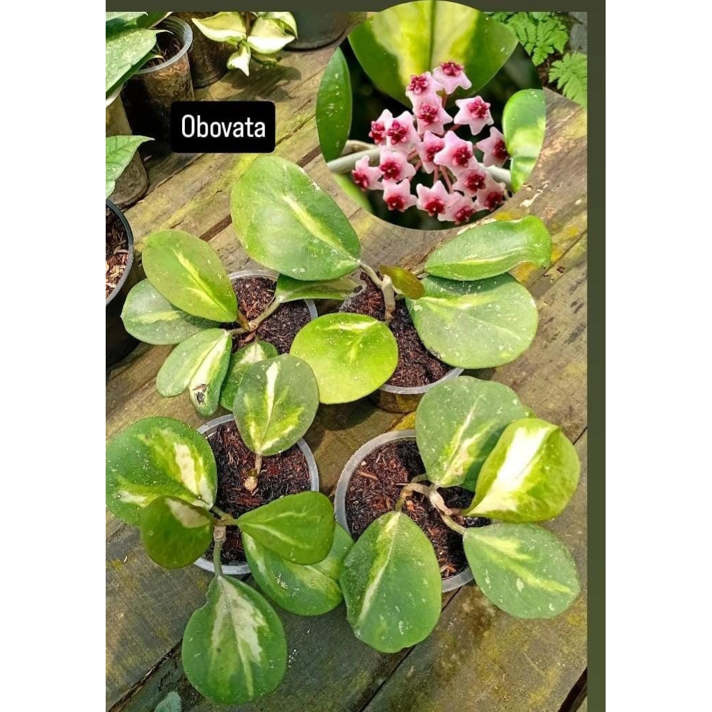 Tanaman Hias Hoya Obovata varigata