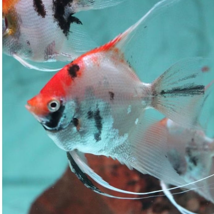 Hiasan aquarium aquascape Manfish red koi