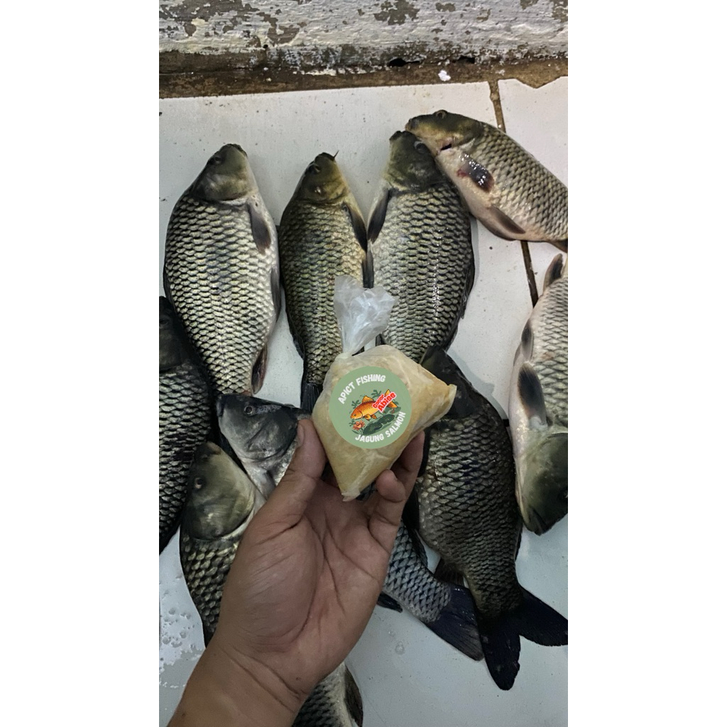 Umpan jagung salmon ikan mas lomba,harian