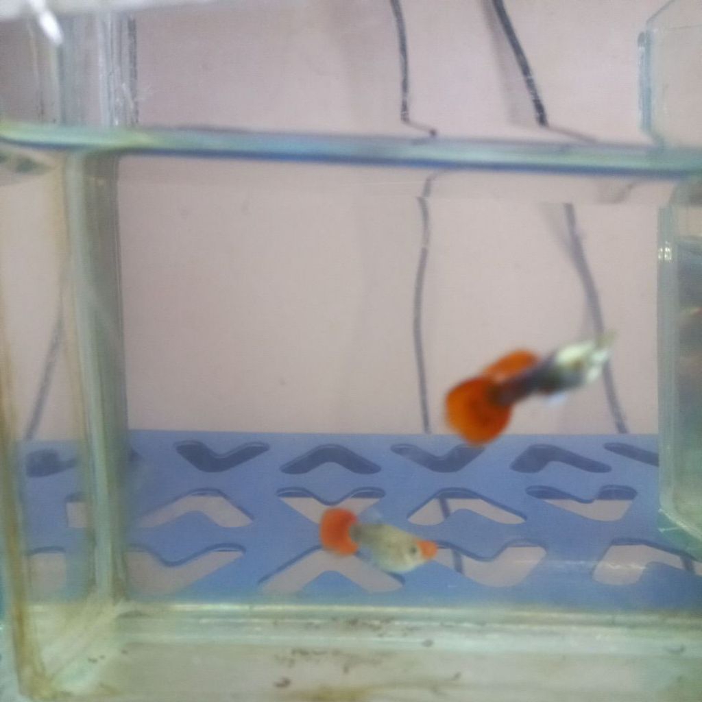 hiasan aquarium guppy tuxedo koi short body glassbelly