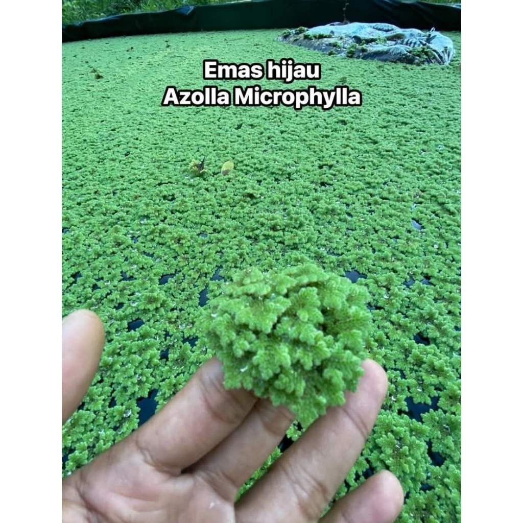 BIBIT AZOLLA SUPER GEMUK AZOLA AZOLLA AZOLLA AZZOLA BERGARANSI PAKAN ALTERNATIF TERNAK TINGGI PROTEI
