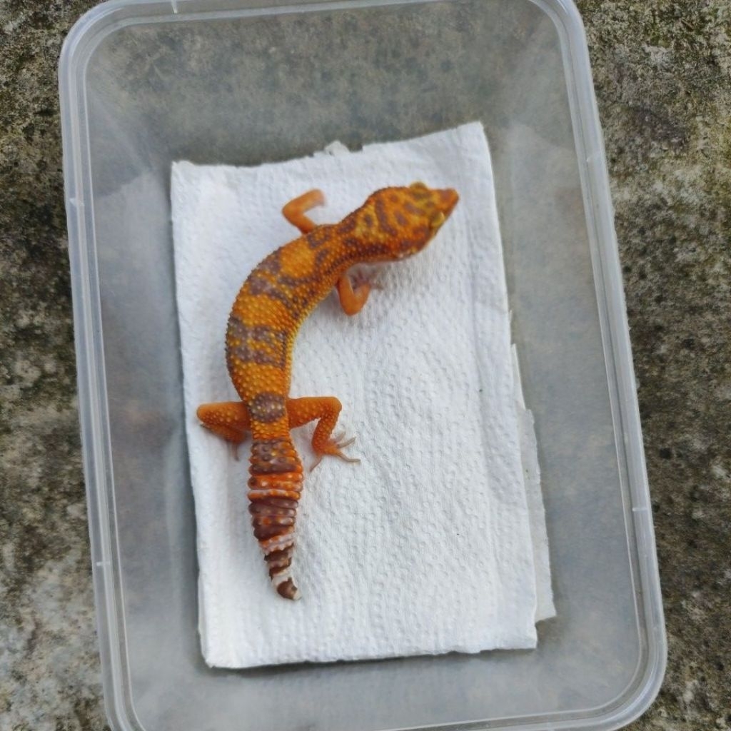 MAINAN ANAK GECKO JUVE MINUSAN_SUNSPOT FEMALE