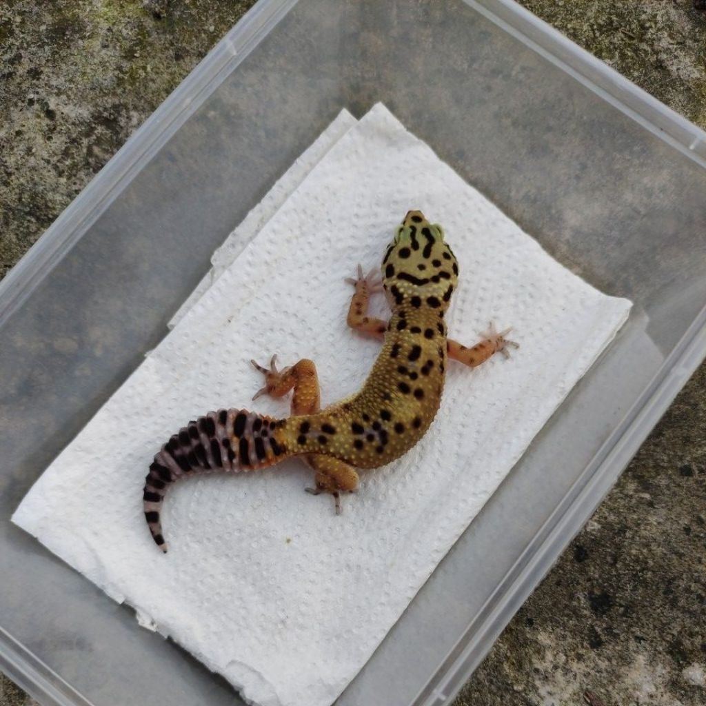 MAINAN ANAK GECKO MINUSAN JUVE_BLACKLIGHT FEMALE