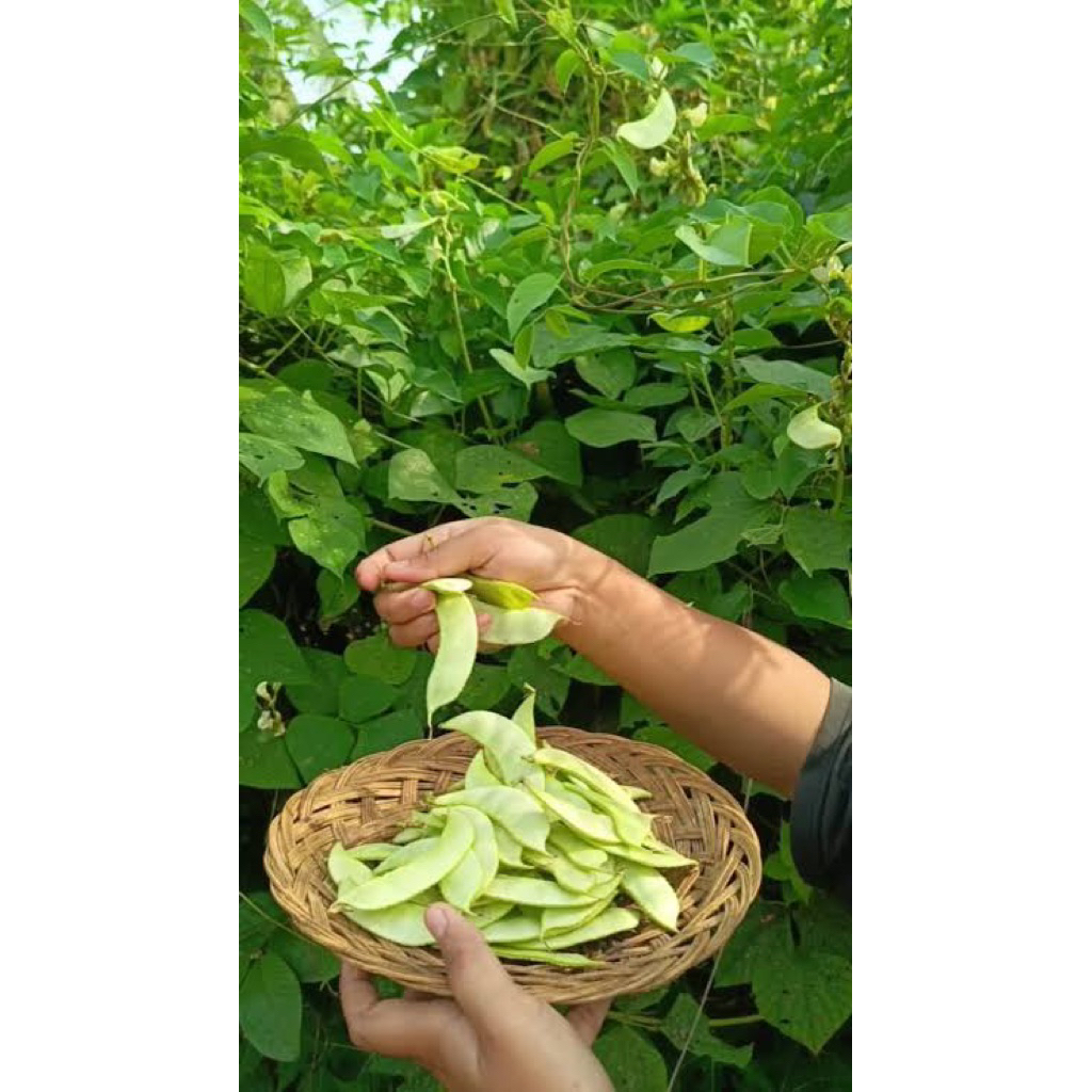 Benih Kacang Koro Kerupuk 5 Biji 1000an