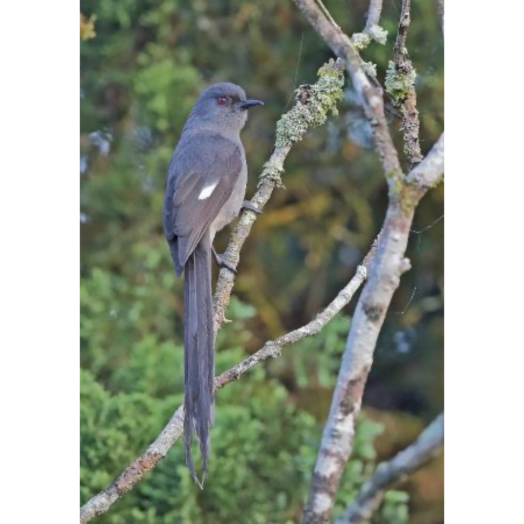 burung air mancur/murai air