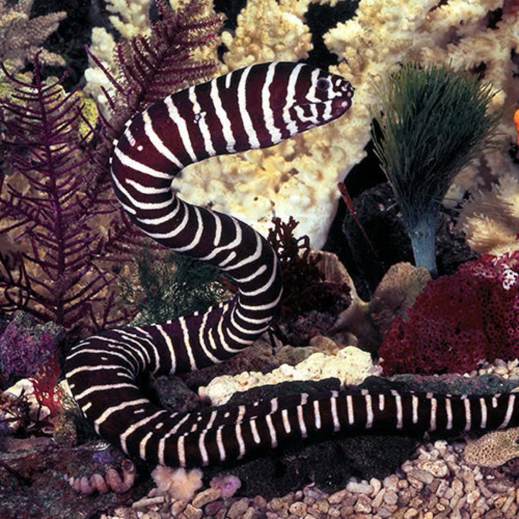 belut moray zebra belut laut zebra moray eel