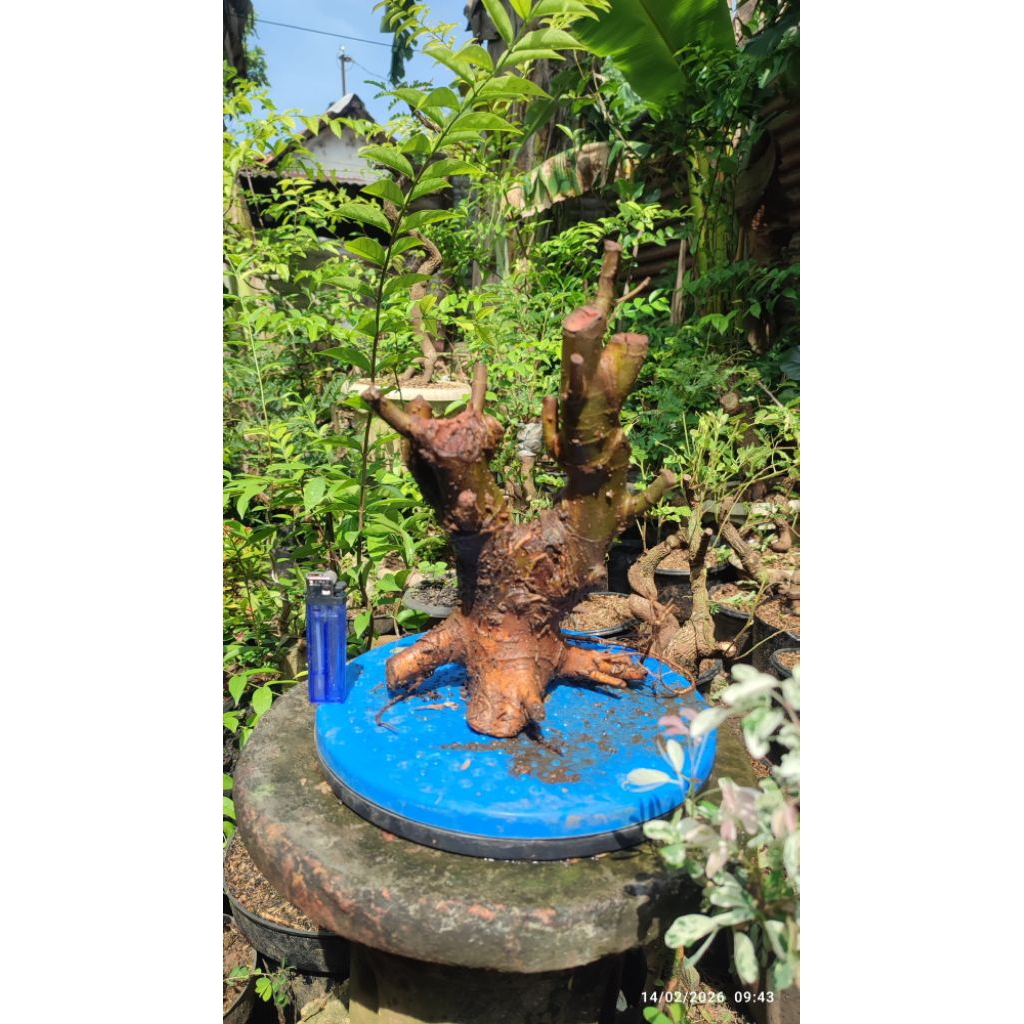 bahan bonsai Loa berkarakter