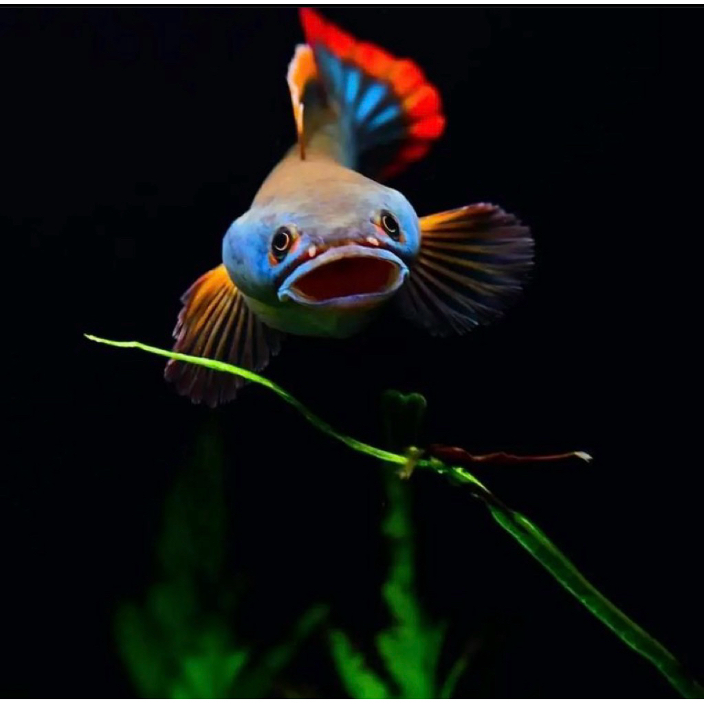 limbata baby ukuran 3-4 cm bahan merah kualitas paling bagus