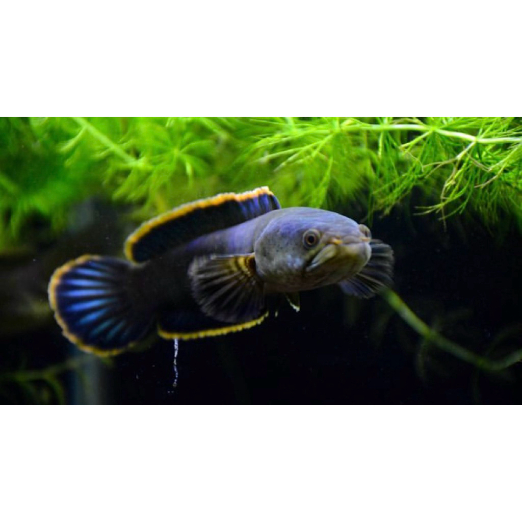 channa limbata ukuran 3-4 cm bahan rim kuning berkualitas