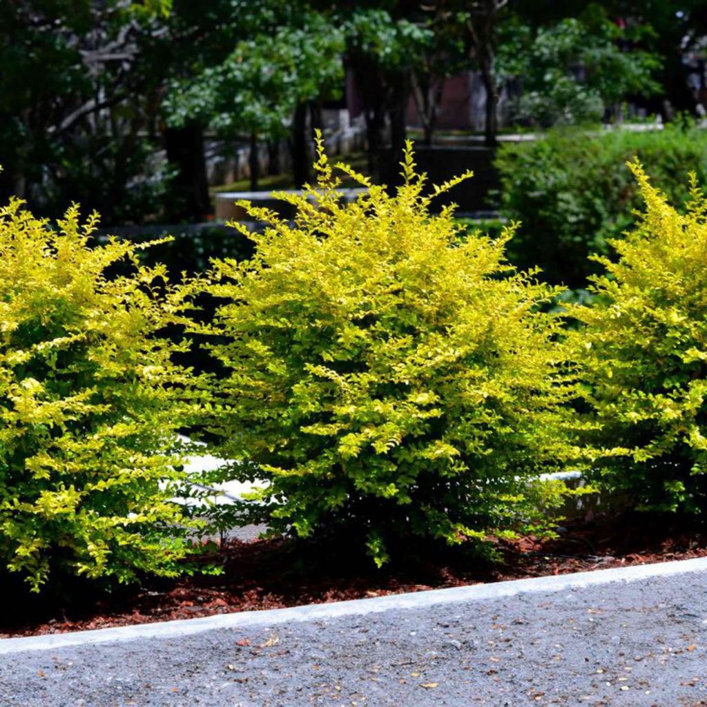 Tanaman Hias Ligustrum Kuning / Legistrum Gold - Pohon Pagar Minimalis