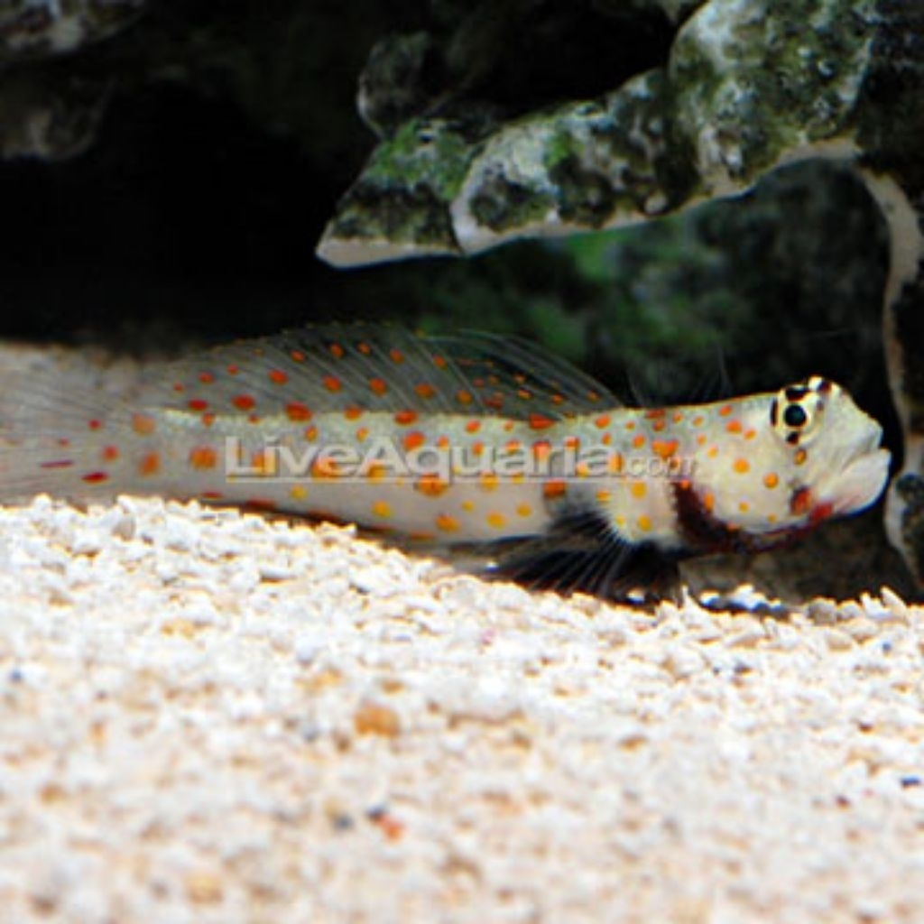 Ikan Hias Air Laut Jabing Titik (Orange Spotted Goby)