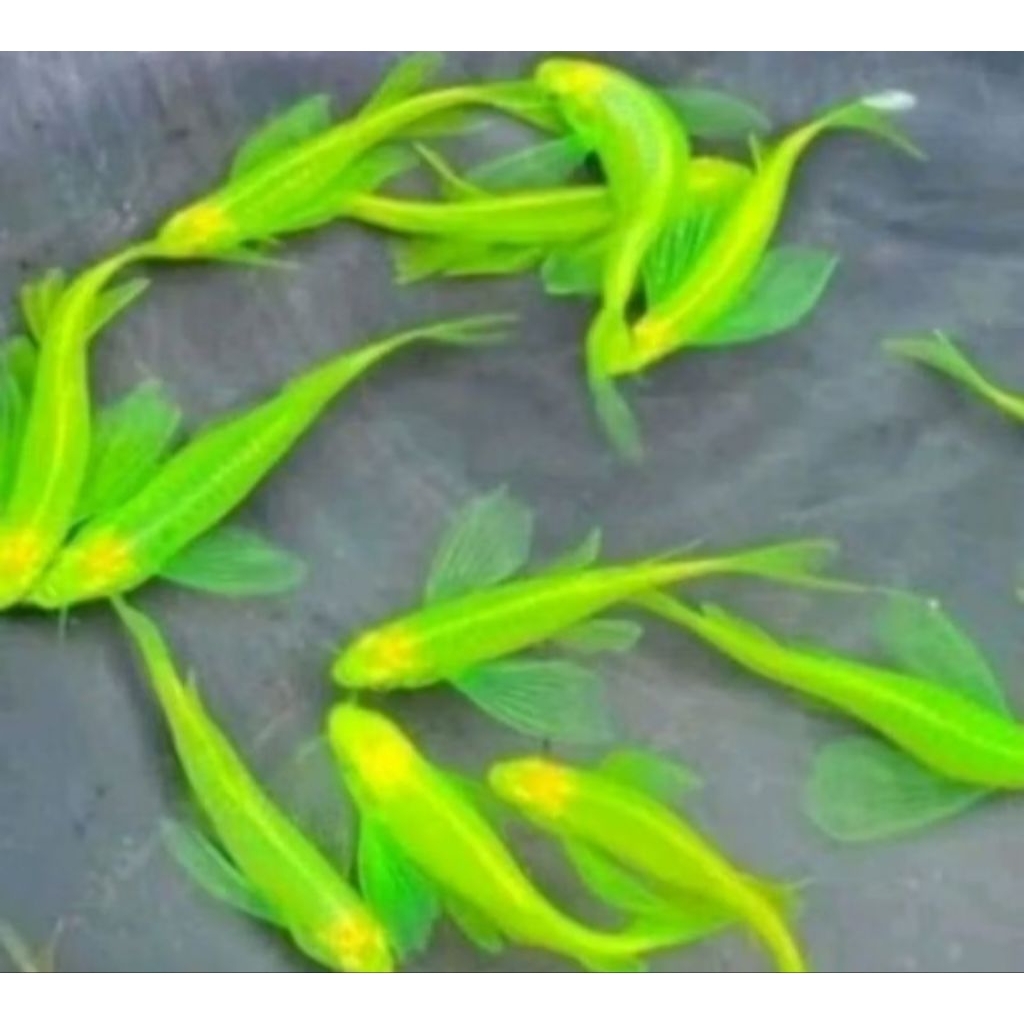 30 dekorasi Akuarium aquaseceps air tawar gambar DANIO Gren slayer kumpay Glowfish Guppy mix jenis 3