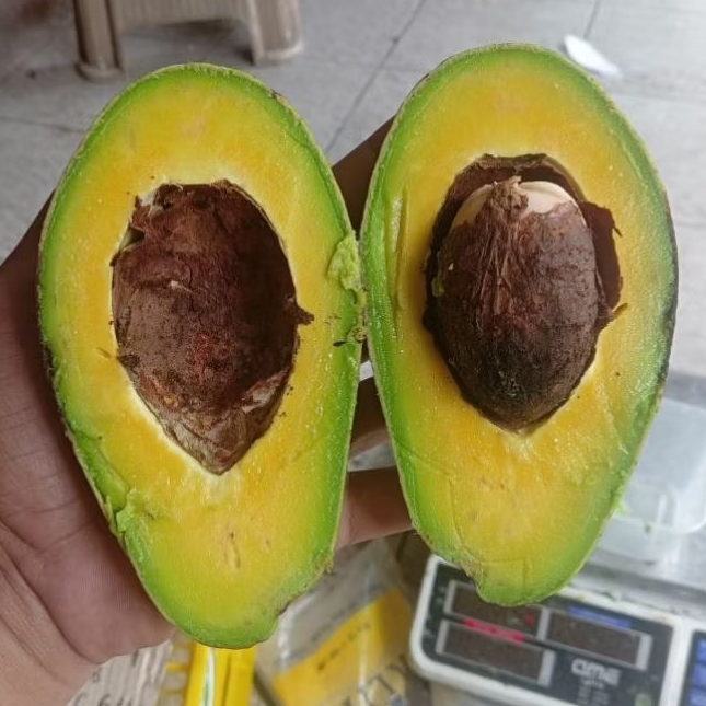 MURAH Alpukat Mentega SIGER 1kilo isi 3-5buah Spek jus/toping es teler viral sop buah smoothies