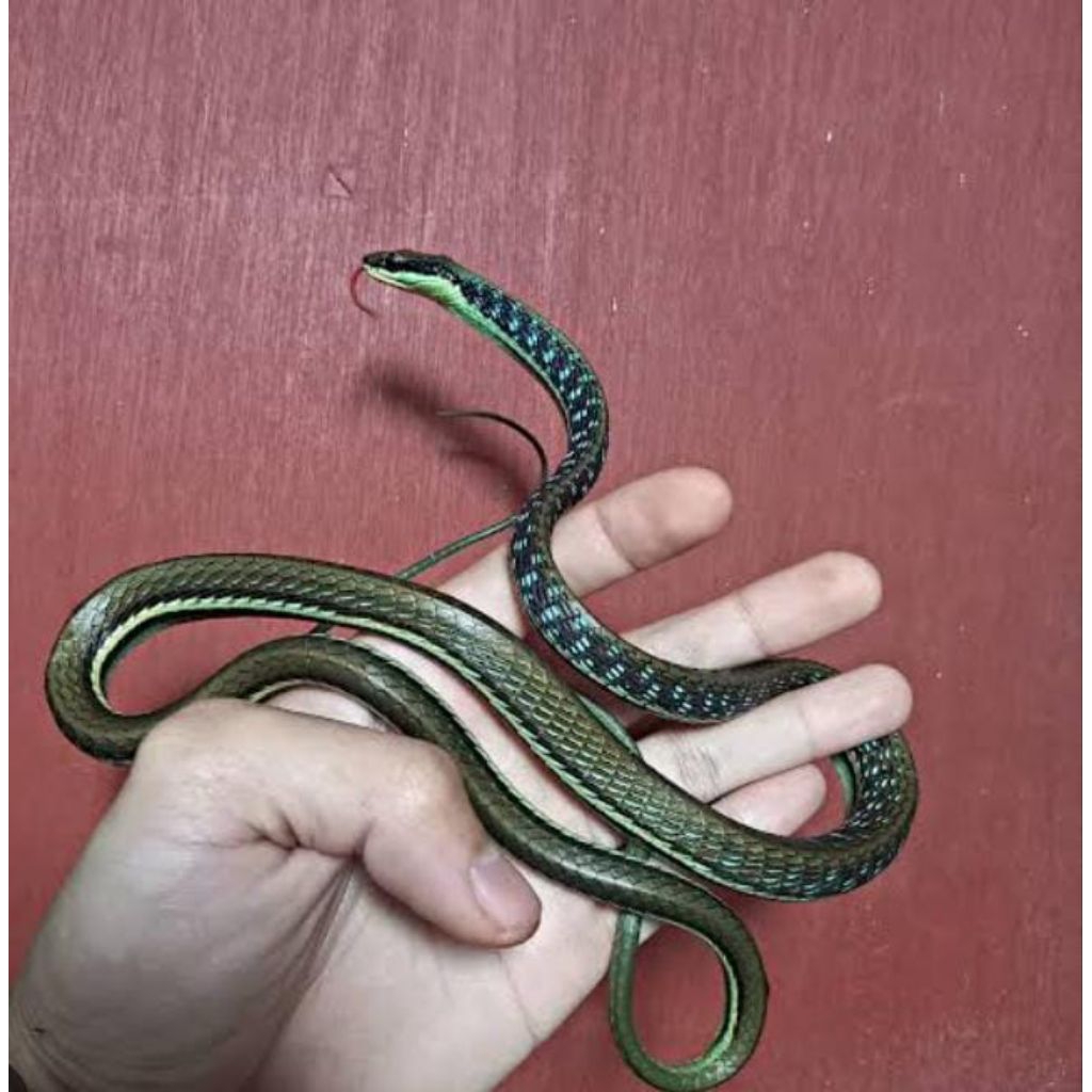 Ular Tali Picis Tlampar Mainan Aman Tidak Berbisa Murah