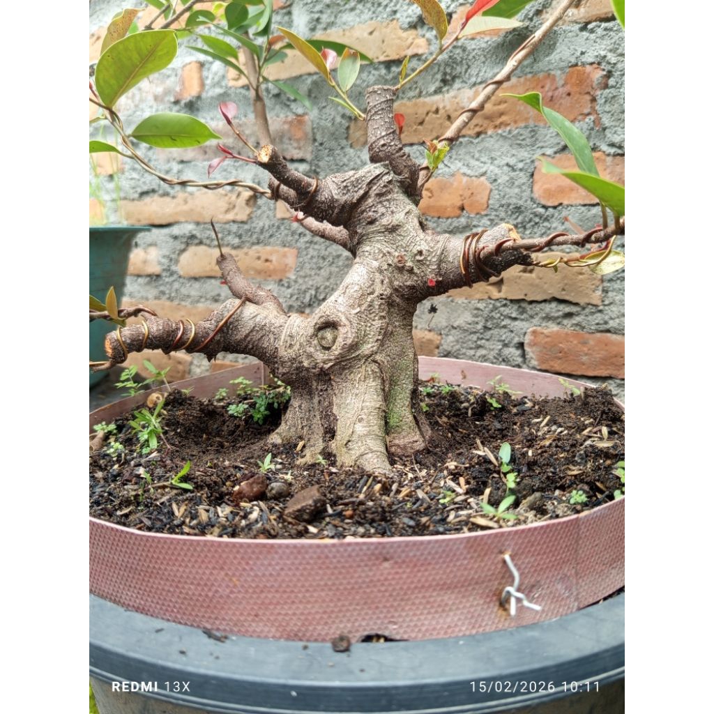 Iprik Silver Bogel Realpict