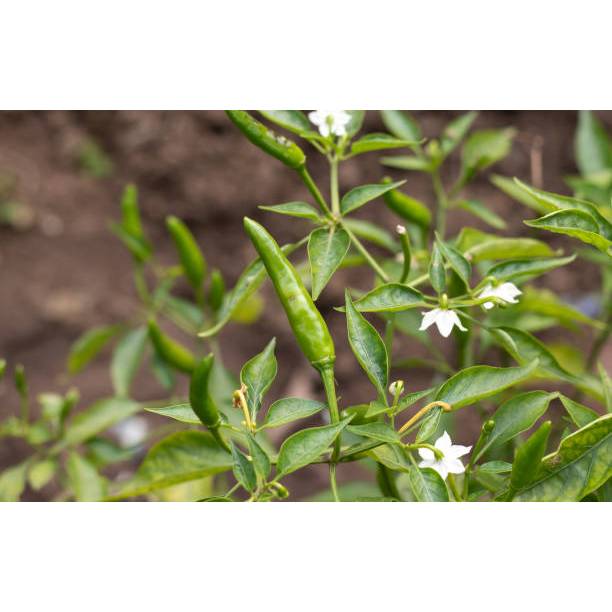 HASIL UNGGUL BENIH RAWIT HIJAU