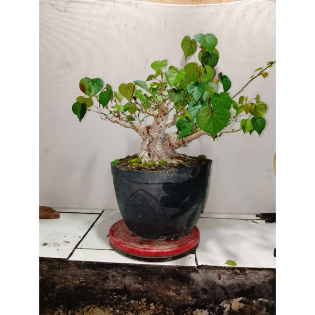 Bonsai waru taiwan Berkarakter bogel siap Kontes