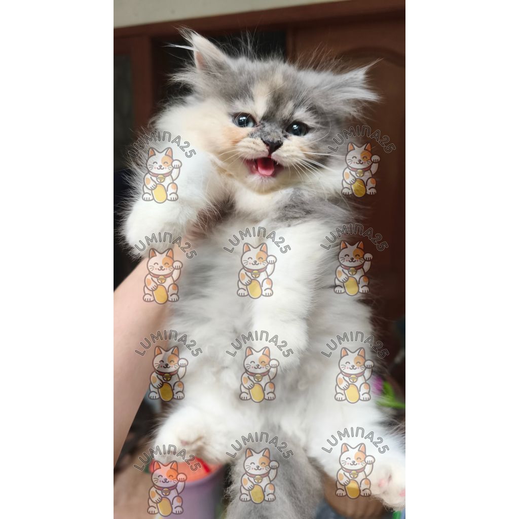 Kucing Persia Betina Dilute Calico 1 (Depok/GOJEK)