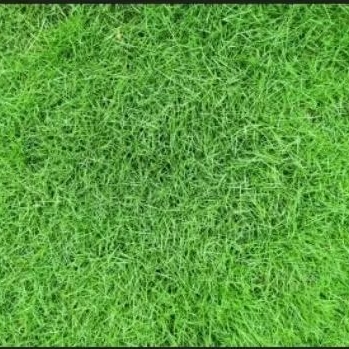 Rumput jepang hidup 30-30 CM /Rumput hias hijau segar/ Untuk halaman rumah /Kuburan.