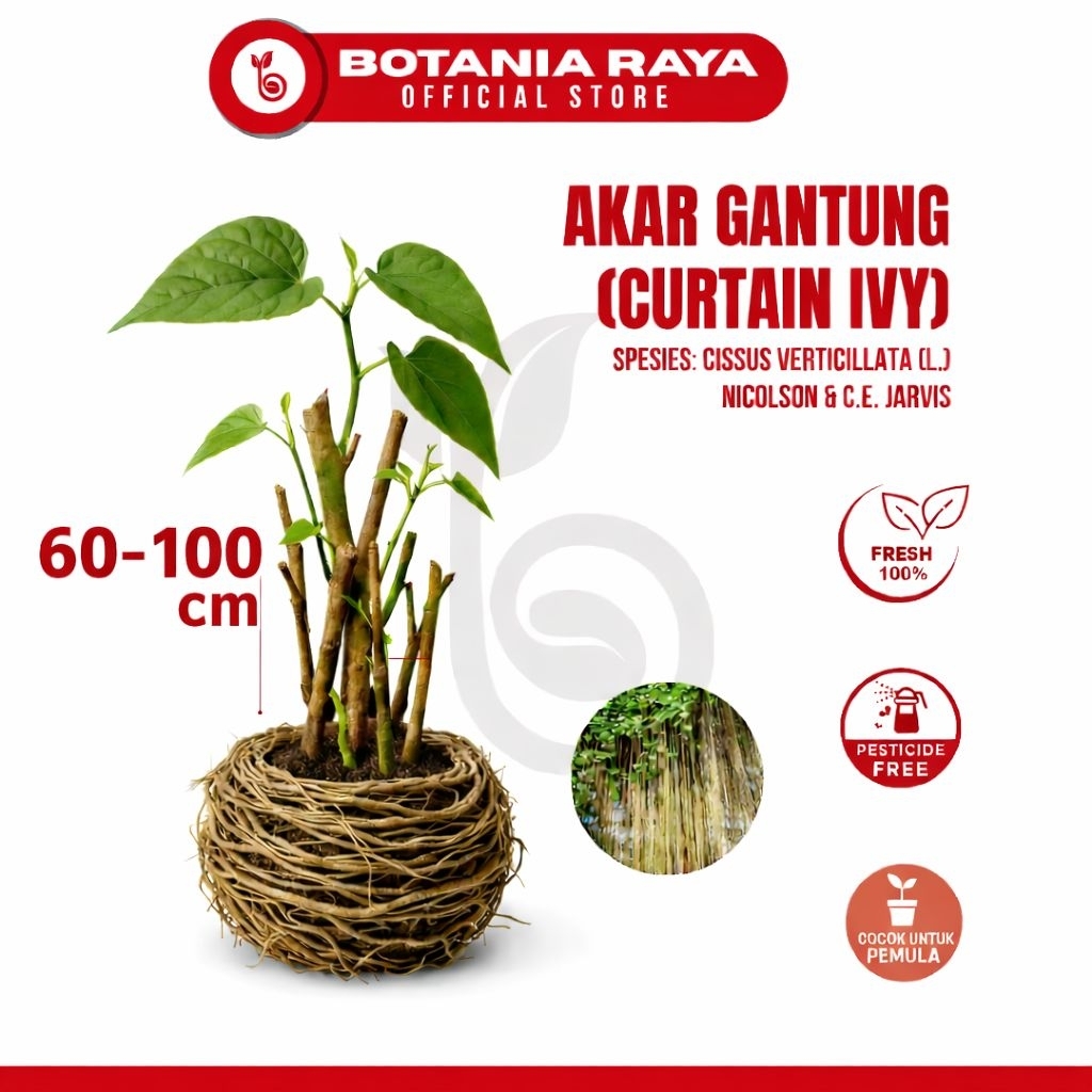 BOTANIA RAYA Tanaman Hias Akar Gantung Merah / 60 & 100 cm / Curtain Ivy / Tanaman Anti Polusi Udara