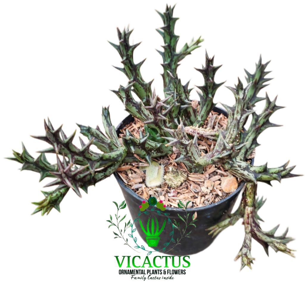 Tanaman Hias Sukulen: Huernia orbea