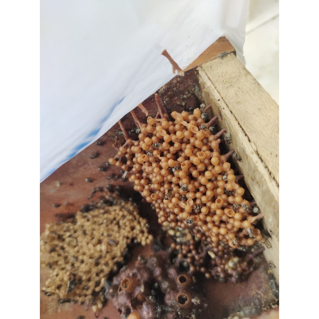 Bibit lebah klanceng.