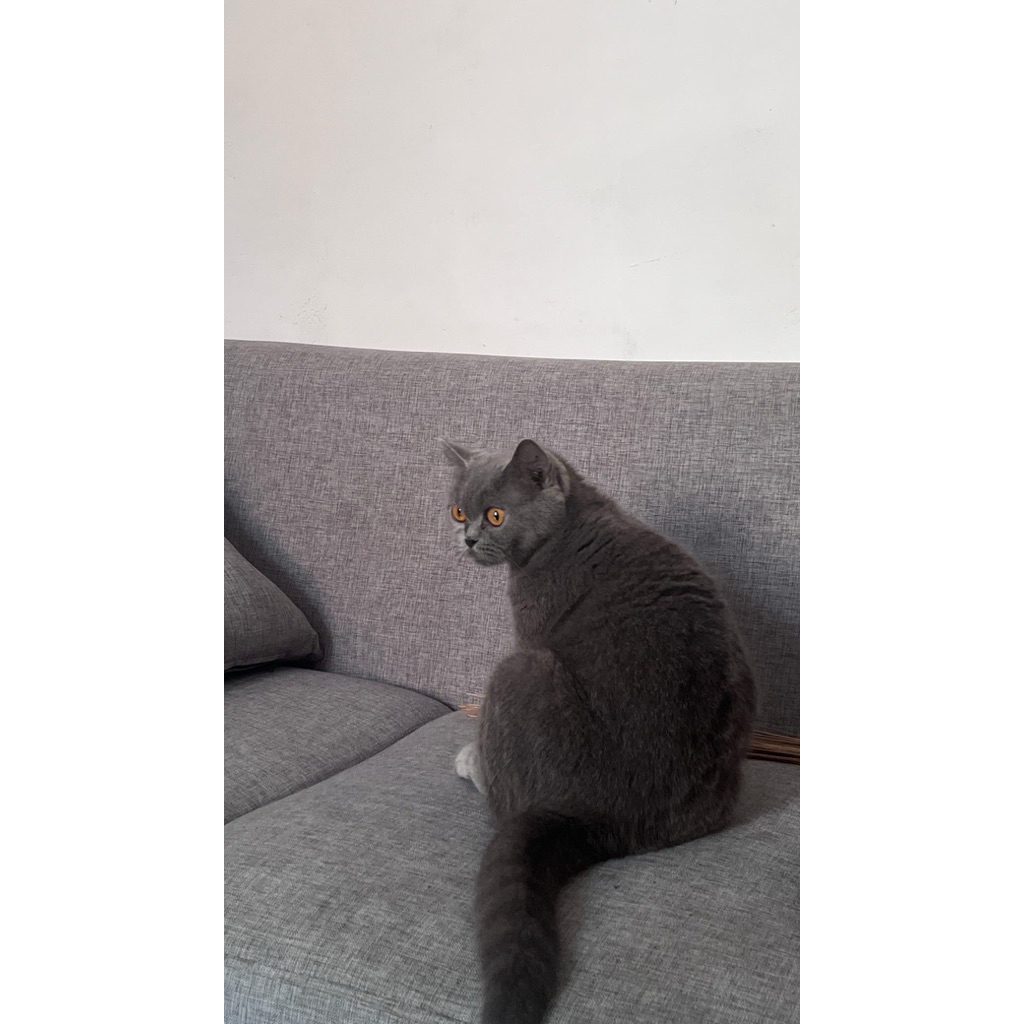 british short hair dewasa
