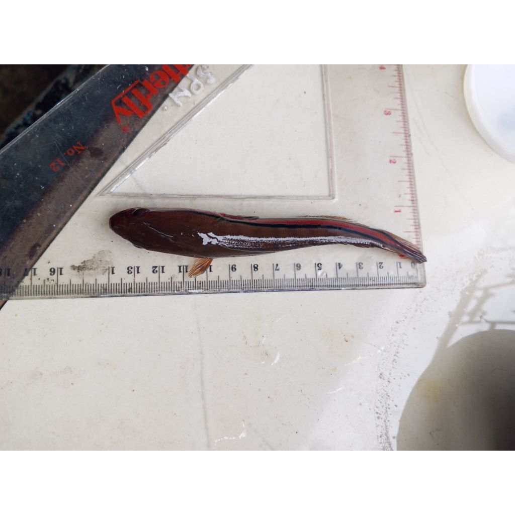 Toman 15 cm hiasan aquarium