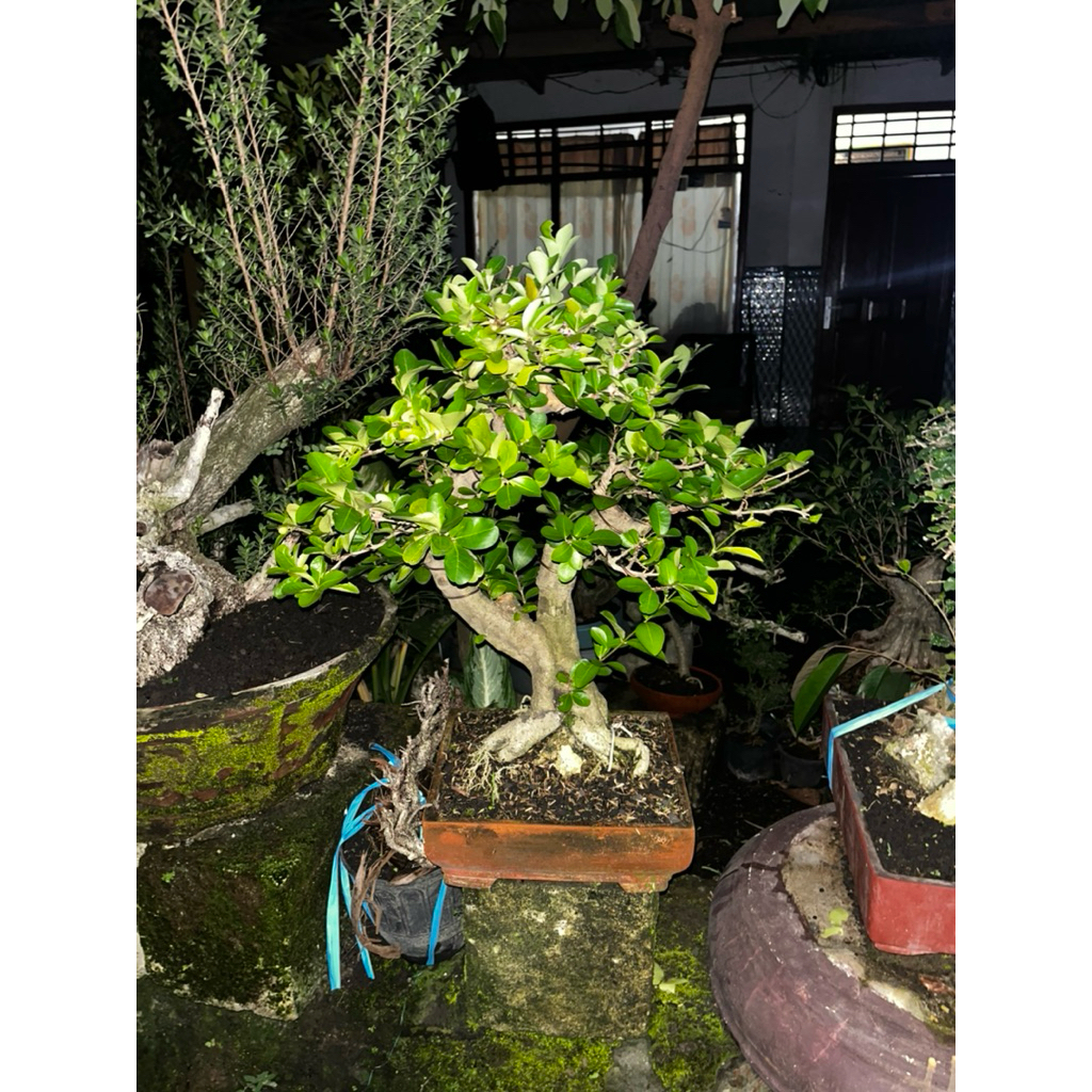 bonsai sianci berbuah lebat siap pajang