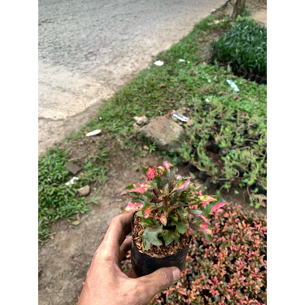 penyerap racun tanaman hias krokot mawar/krokot merah harga per pot