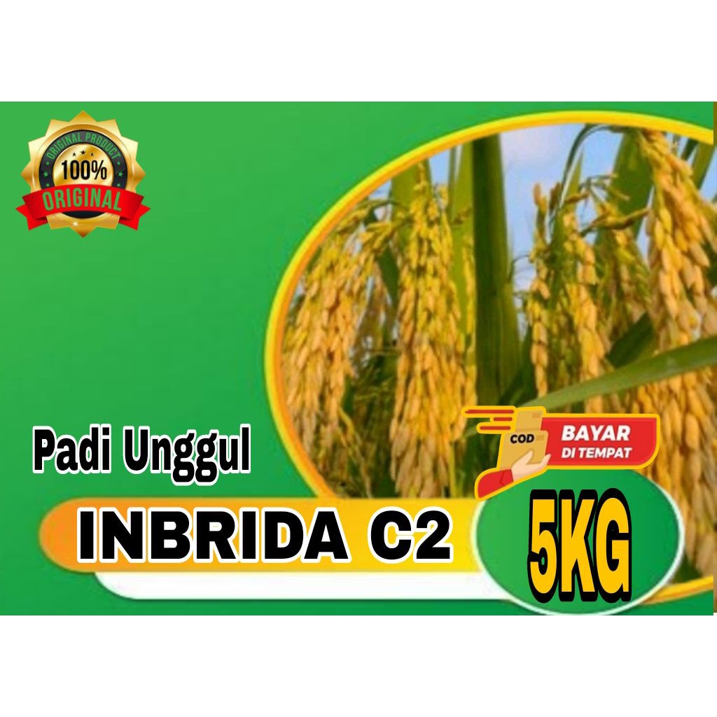 (5KG BENIH PADI) BIBIT PADI UNGGUL ASLI INBRIDA C2