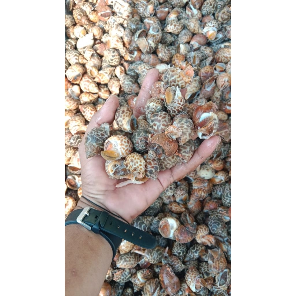 Keong macan 1kg (fresh frozen)
