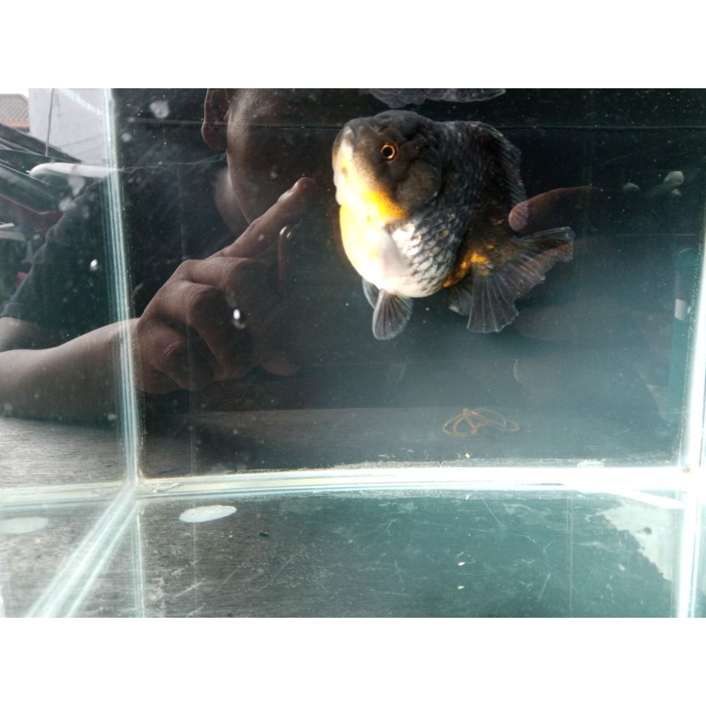 Koki Oranda Short Tail 16cm