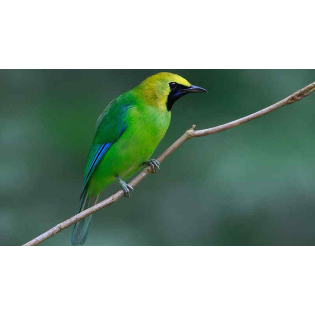 burung cucak ranting jantan
