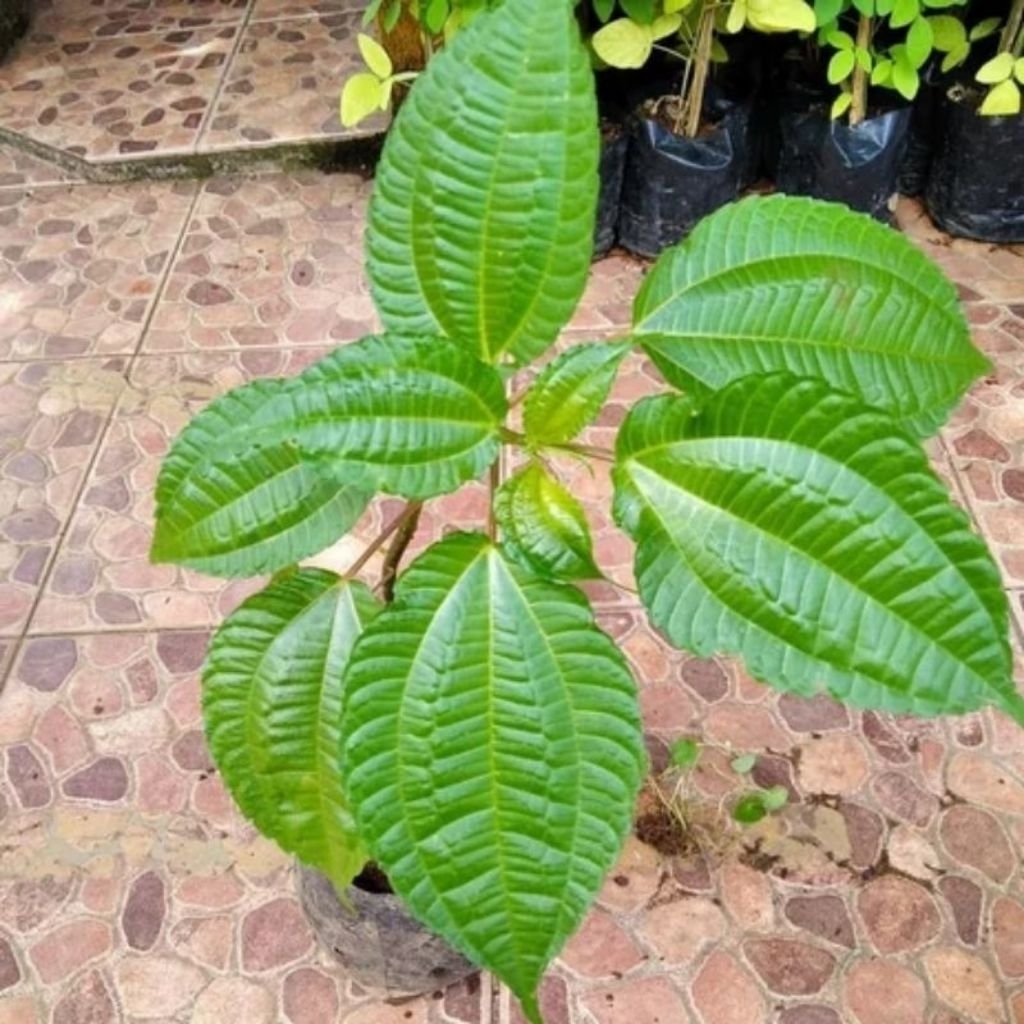 Bibit daun pohpohan /pohon pohpohan /lalapan pohpohan