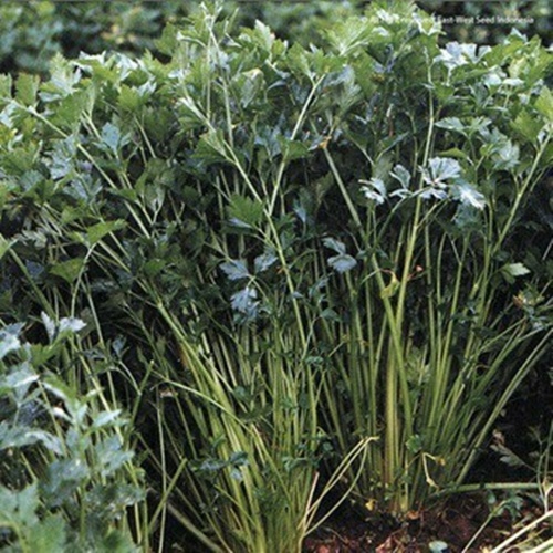 150 Biji Benih Seledri BAMBY