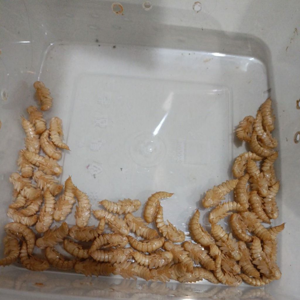 Pupa Ulat Jerman Isi 25 | Kepik Ulat Jerman | Calon Kepik Ulat Jerman | Pupa | Kumbang Ulat Jerman |