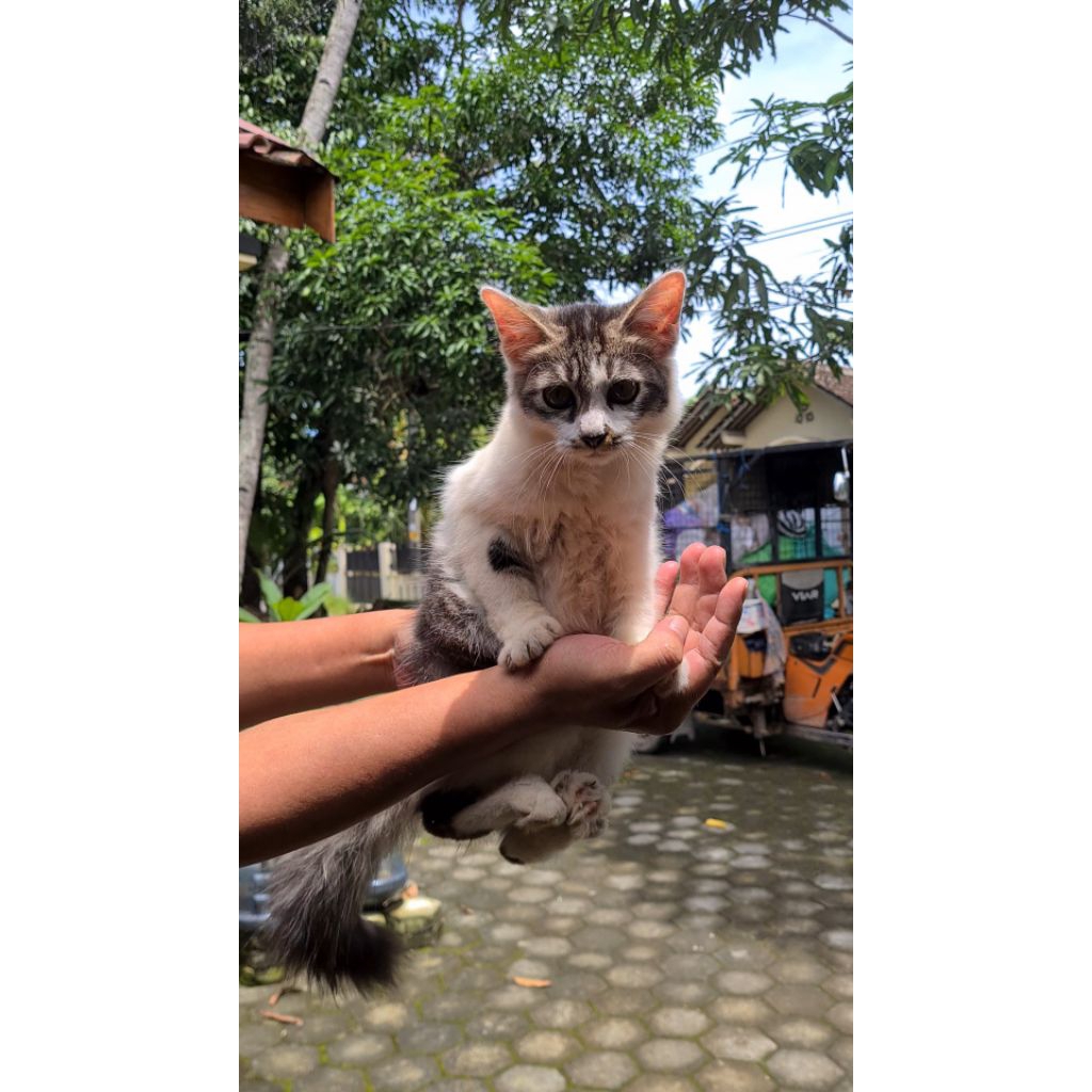 Kitten Anak Kucing Mixdom Anggora Betina