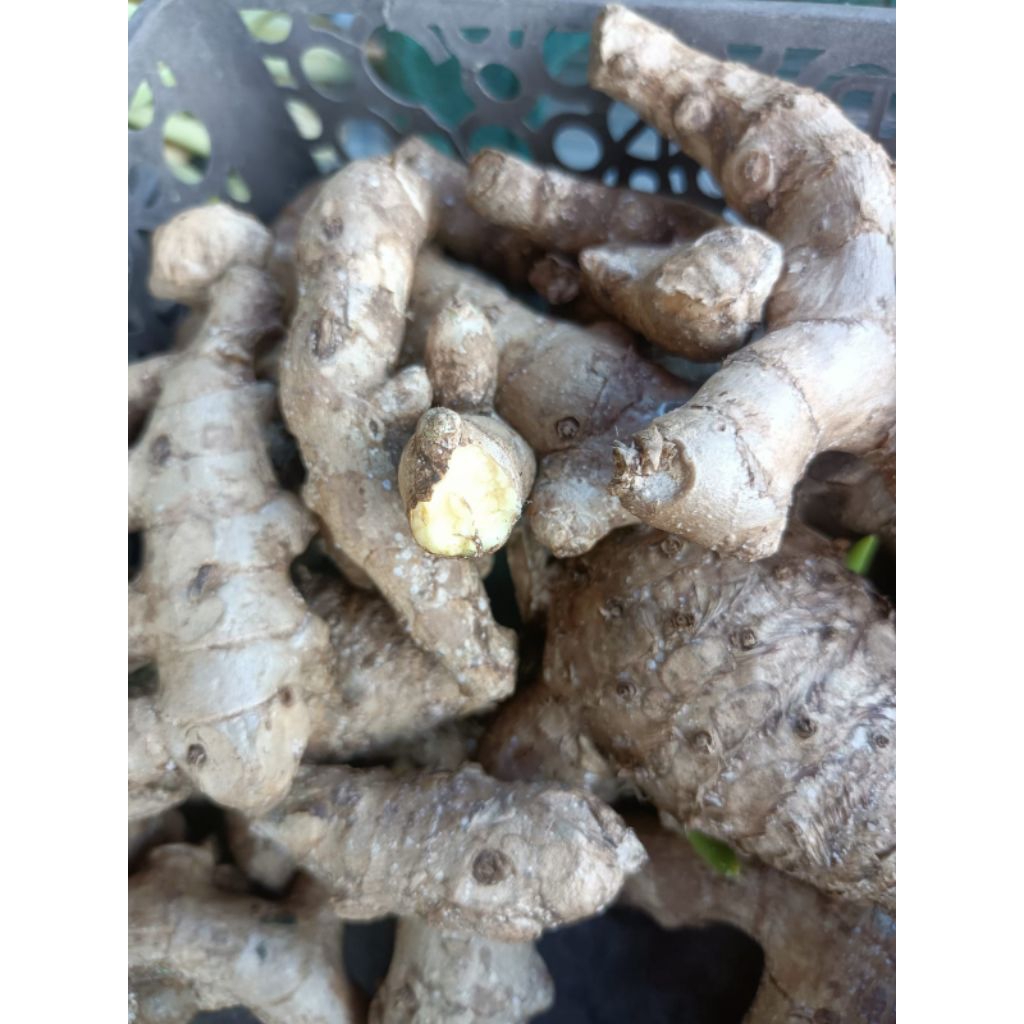 kunyit putih /500 gram jaminan segar Herbal Makassar